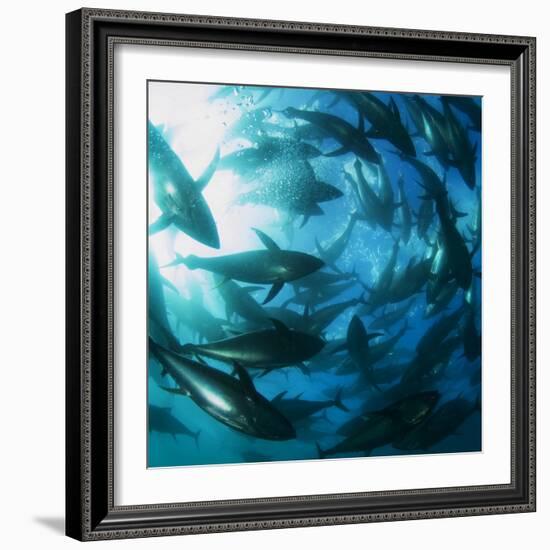 Yellowfin Tuna-Louise Murray-Framed Premium Photographic Print