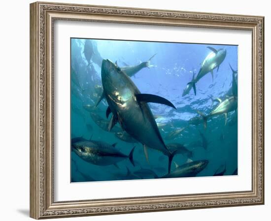 Yellowfin Tuna-Louise Murray-Framed Photographic Print