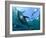 Yellowfin Tuna-Louise Murray-Framed Photographic Print