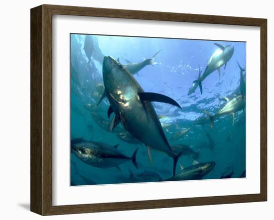 Yellowfin Tuna-Louise Murray-Framed Photographic Print