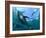 Yellowfin Tuna-Louise Murray-Framed Photographic Print