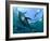 Yellowfin Tuna-Louise Murray-Framed Photographic Print