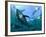 Yellowfin Tuna-Louise Murray-Framed Photographic Print