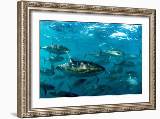 Yellowfin Tuna-Louise Murray-Framed Photographic Print