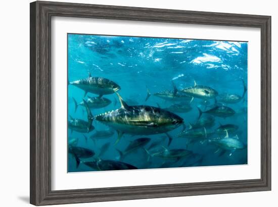 Yellowfin Tuna-Louise Murray-Framed Photographic Print