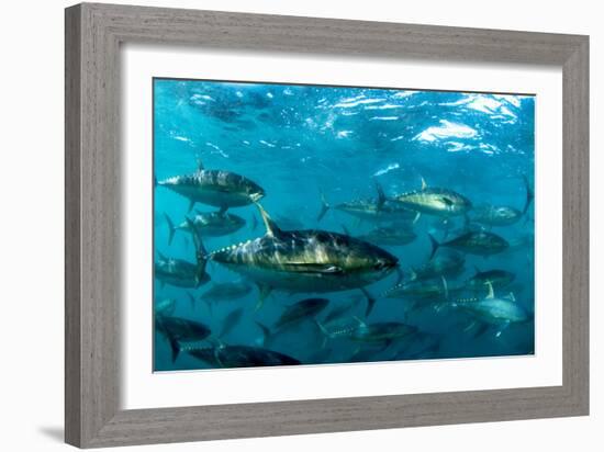 Yellowfin Tuna-Louise Murray-Framed Photographic Print