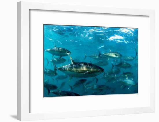 Yellowfin Tuna-Louise Murray-Framed Photographic Print