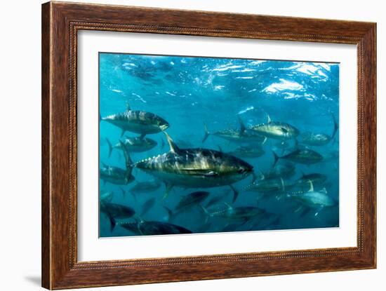 Yellowfin Tuna-Louise Murray-Framed Photographic Print