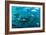 Yellowfin Tuna-Louise Murray-Framed Photographic Print