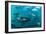 Yellowfin Tuna-Louise Murray-Framed Photographic Print