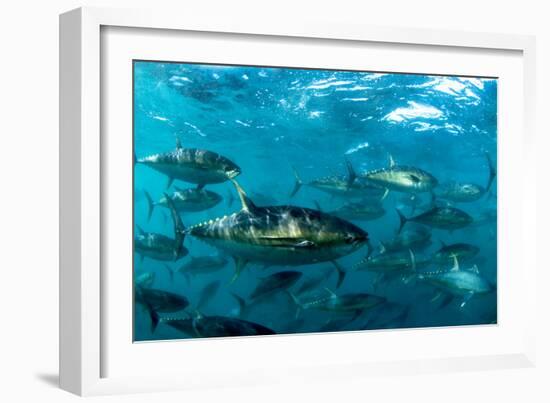 Yellowfin Tuna-Louise Murray-Framed Photographic Print