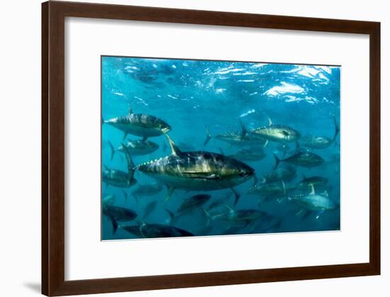 Yellowfin Tuna-Louise Murray-Framed Photographic Print