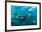 Yellowfin Tuna-Louise Murray-Framed Photographic Print