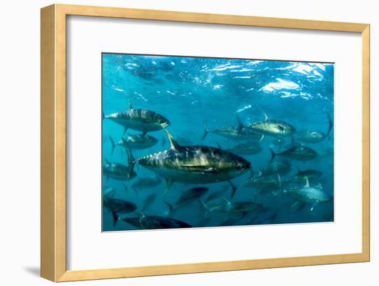 Yellowfin Tuna-Louise Murray-Framed Photographic Print