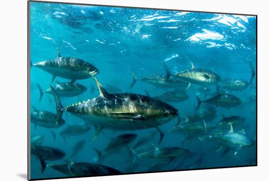 Yellowfin Tuna-Louise Murray-Mounted Photographic Print