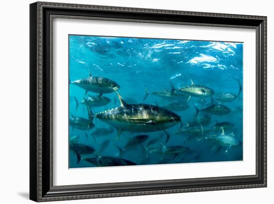 Yellowfin Tuna-Louise Murray-Framed Photographic Print