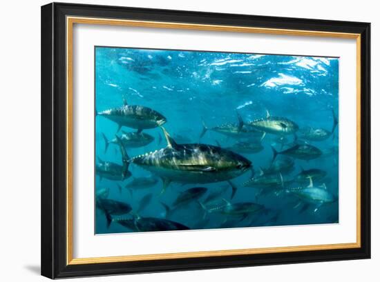 Yellowfin Tuna-Louise Murray-Framed Photographic Print