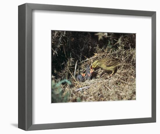 Yellowhammer and a nest-Unknown-Framed Photographic Print