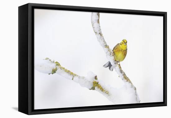 Yellowhammer (Emberiza Citrinella) Perched on Snowy Branch. Perthshire, Scotland, UK, February-Fergus Gill-Framed Premier Image Canvas