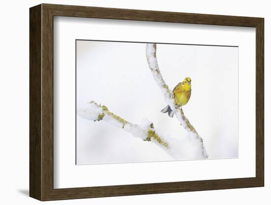 Yellowhammer (Emberiza Citrinella) Perched on Snowy Branch. Perthshire, Scotland, UK, February-Fergus Gill-Framed Photographic Print