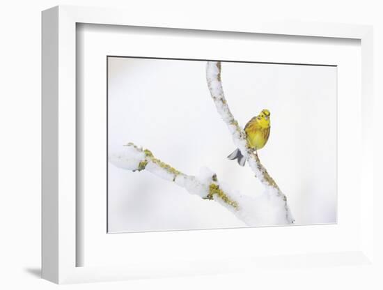 Yellowhammer (Emberiza Citrinella) Perched on Snowy Branch. Perthshire, Scotland, UK, February-Fergus Gill-Framed Photographic Print