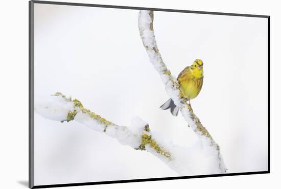 Yellowhammer (Emberiza Citrinella) Perched on Snowy Branch. Perthshire, Scotland, UK, February-Fergus Gill-Mounted Photographic Print