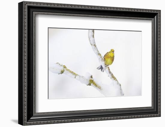 Yellowhammer (Emberiza Citrinella) Perched on Snowy Branch. Perthshire, Scotland, UK, February-Fergus Gill-Framed Photographic Print