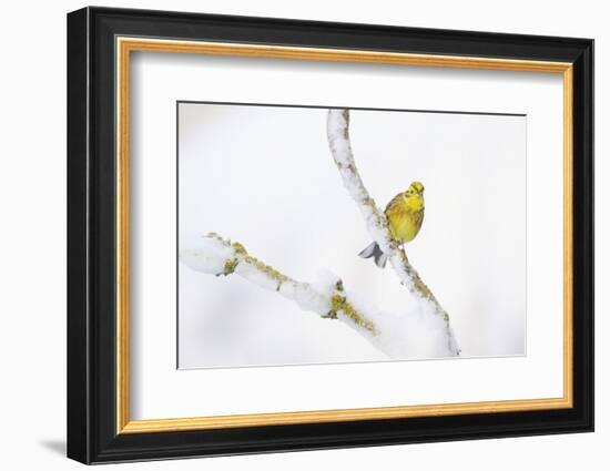 Yellowhammer (Emberiza Citrinella) Perched on Snowy Branch. Perthshire, Scotland, UK, February-Fergus Gill-Framed Photographic Print