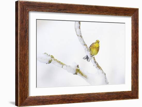 Yellowhammer (Emberiza Citrinella) Perched on Snowy Branch. Perthshire, Scotland, UK, February-Fergus Gill-Framed Photographic Print