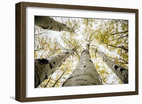 Yellowing Leaves Of An Aspen Trees Outside Indian Creek, Utah-Dan Holz-Framed Photographic Print