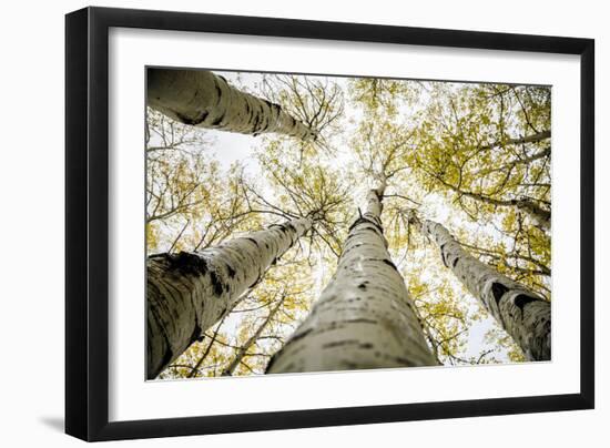 Yellowing Leaves Of An Aspen Trees Outside Indian Creek, Utah-Dan Holz-Framed Photographic Print