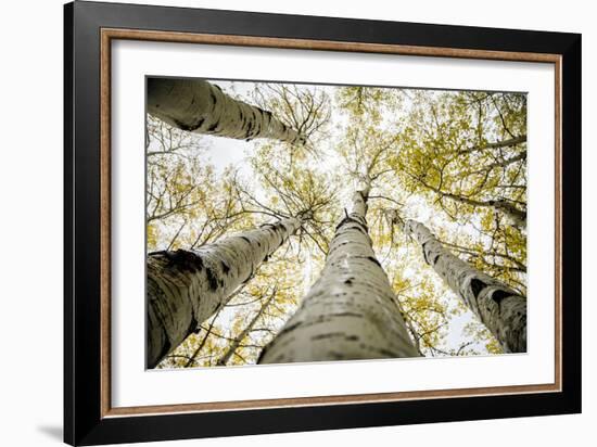 Yellowing Leaves Of An Aspen Trees Outside Indian Creek, Utah-Dan Holz-Framed Photographic Print