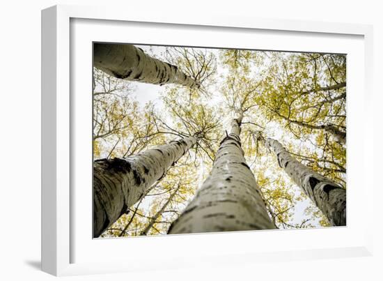 Yellowing Leaves Of An Aspen Trees Outside Indian Creek, Utah-Dan Holz-Framed Photographic Print