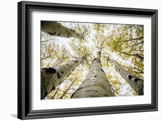 Yellowing Leaves Of An Aspen Trees Outside Indian Creek, Utah-Dan Holz-Framed Photographic Print