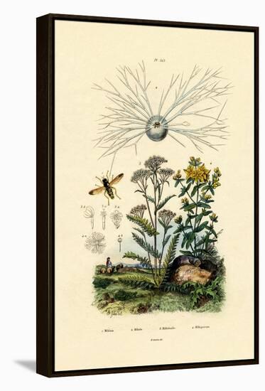 Yellowjacket Hoover Fly, 1833-39-null-Framed Premier Image Canvas