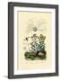 Yellowjacket Hoover Fly, 1833-39-null-Framed Giclee Print