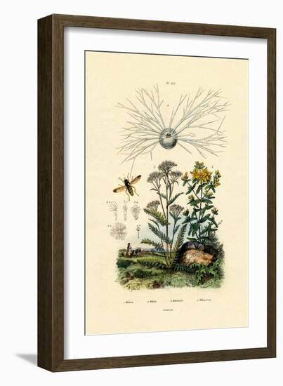 Yellowjacket Hoover Fly, 1833-39-null-Framed Giclee Print