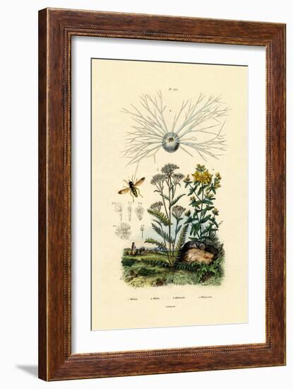 Yellowjacket Hoover Fly, 1833-39-null-Framed Giclee Print