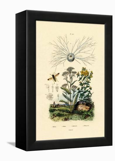 Yellowjacket Hoover Fly, 1833-39-null-Framed Premier Image Canvas