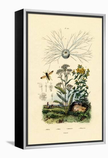 Yellowjacket Hoover Fly, 1833-39-null-Framed Premier Image Canvas