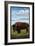 Yellowknife, NW Territories, Canada, Bison Scene-Lantern Press-Framed Art Print