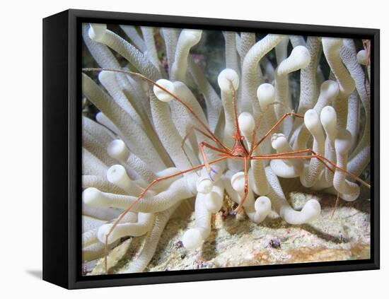 Yellowline Arrow Crab On Anenome in Caribbean Sea-Stocktrek Images-Framed Premier Image Canvas