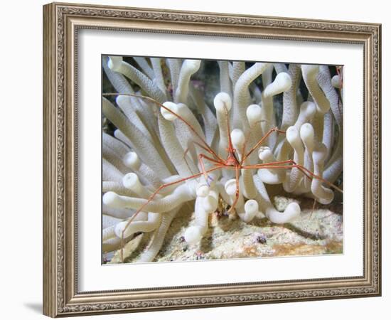 Yellowline Arrow Crab On Anenome in Caribbean Sea-Stocktrek Images-Framed Photographic Print