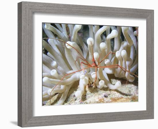 Yellowline Arrow Crab On Anenome in Caribbean Sea-Stocktrek Images-Framed Photographic Print