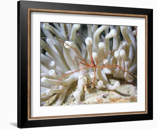 Yellowline Arrow Crab On Anenome in Caribbean Sea-Stocktrek Images-Framed Photographic Print