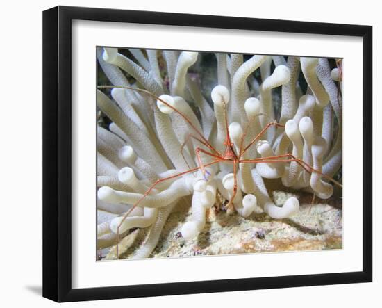 Yellowline Arrow Crab On Anenome in Caribbean Sea-Stocktrek Images-Framed Photographic Print