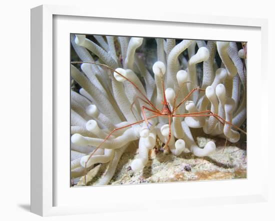 Yellowline Arrow Crab On Anenome in Caribbean Sea-Stocktrek Images-Framed Photographic Print