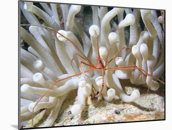 Yellowline Arrow Crab On Anenome in Caribbean Sea-Stocktrek Images-Mounted Photographic Print