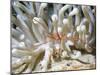 Yellowline Arrow Crab On Anenome in Caribbean Sea-Stocktrek Images-Mounted Photographic Print