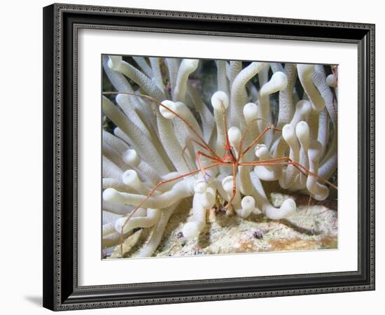 Yellowline Arrow Crab On Anenome in Caribbean Sea-Stocktrek Images-Framed Photographic Print